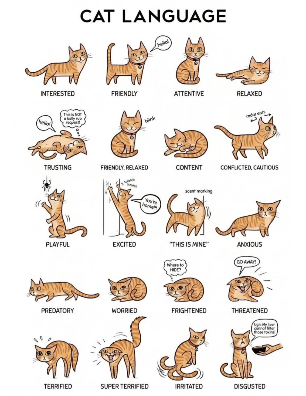 고양이 몸짓 언어(Cat Language) 안내 그림 — 관심·친근함·편안함·놀이·불안·경계 등 감정별 자세